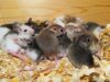 Scientists Create Artificial Mouse Babies